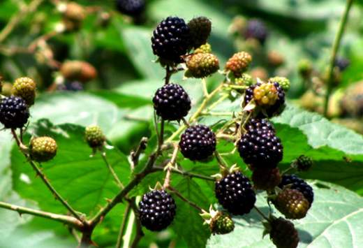 مصرف تمشک سیاه میوه‌ای با خواص آنتی‌اکسیدانی بالا