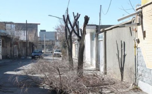 اتمام هرس زمستانه بیش از ۷هزار درخت در معابر بخش مرکزی شهر تهران