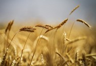 خرید تضمینی گندم با رشد ۴۰ درصدی به مرز ۱۱ میلیون تن رسید