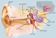 تامین قطعات مورد نیاز کودکان کاشت شده بصورت غیر حضوری